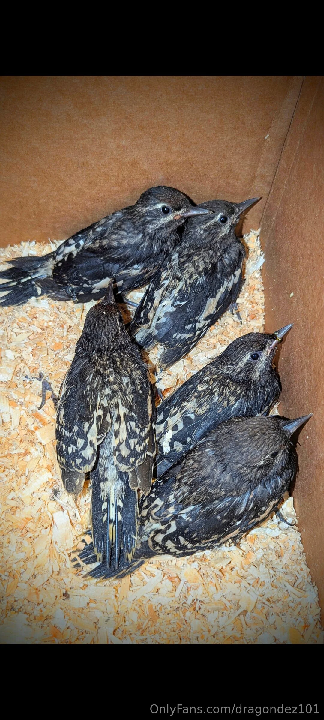 Desi Top 0.26% of Creators